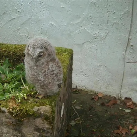 Ferienhaus Nest Barn *