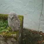 Сasa de vacaciones Nest Barn *