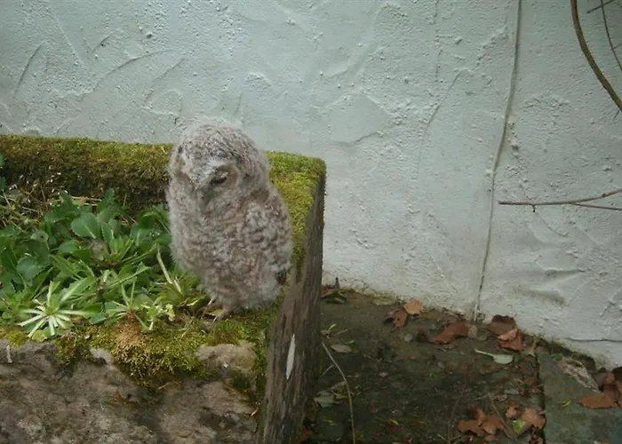 بيت للعطل Nest Barn *